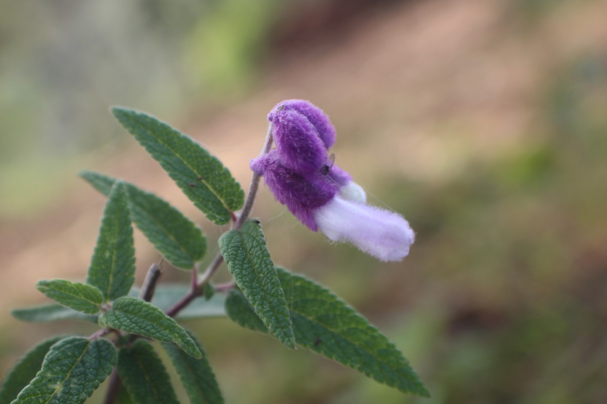 Salvia leucantha Cav.